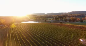 sunset at keswick vineyards