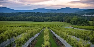 views of stinson vineyards
