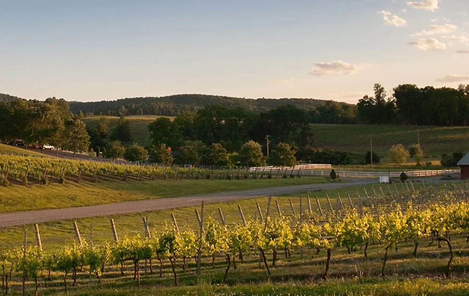 View of Barboursville Vineyards