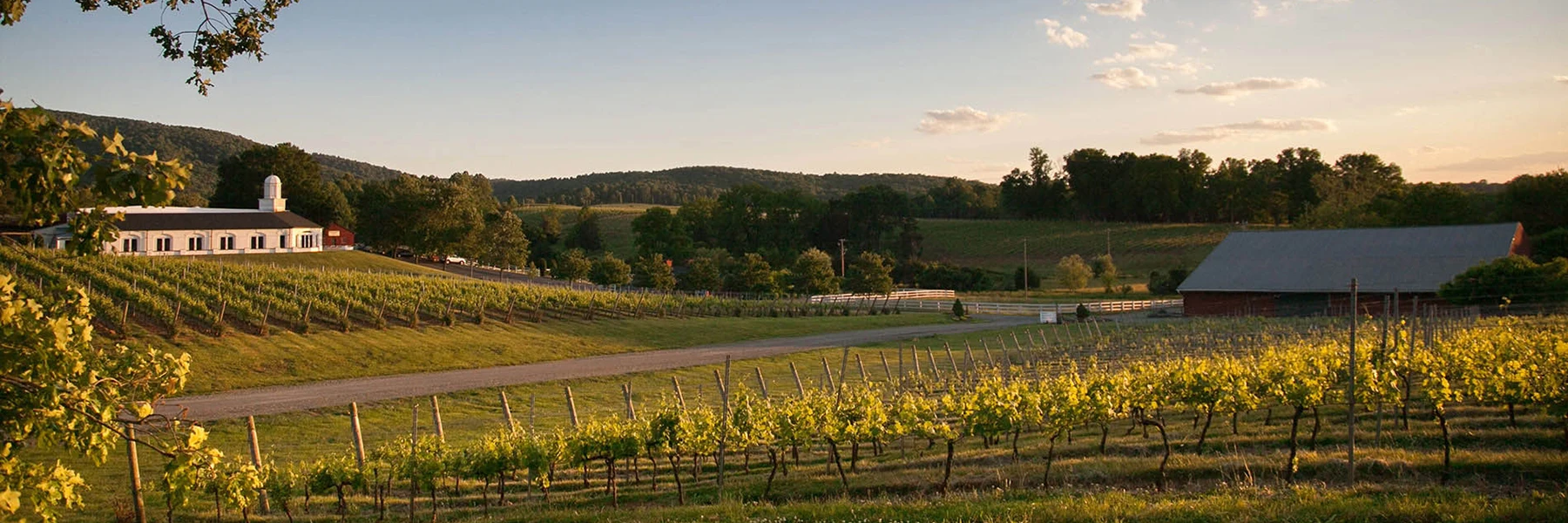 View of Barboursville Vineyards