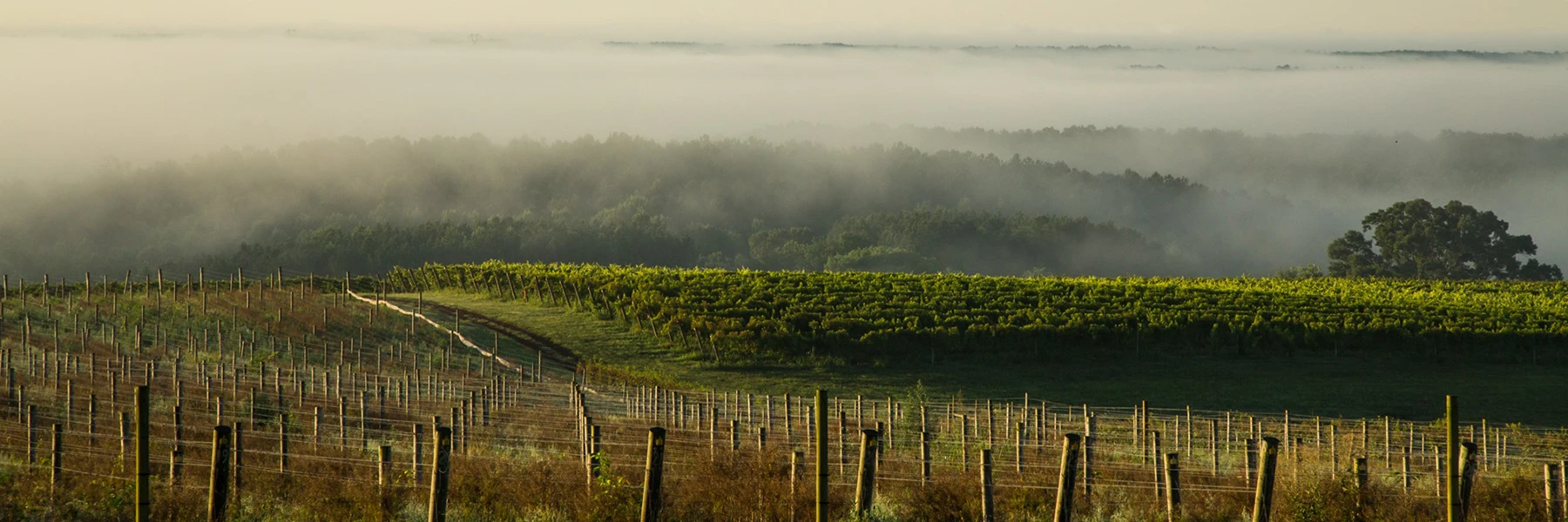 Views at Blenheim Vineyards