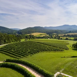 Grape Vines, Pippin Hill Farm & Vineyards