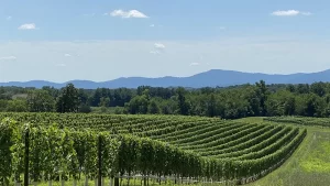 vineyard at pollak